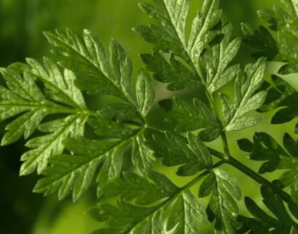 Savor the Path to Health: Exploring Organic Cleansing Beverages Introduction